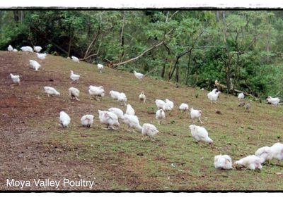 Moya Valley Chickens Ranging